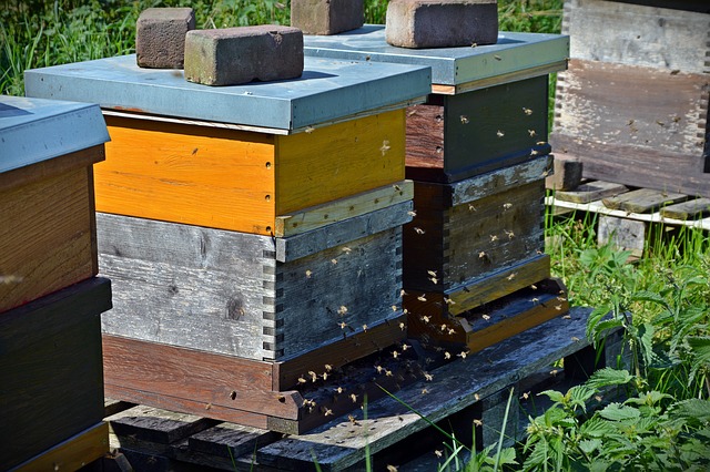 včely a úl